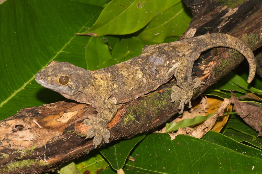 Jonathan Clegg holding Gehyra rohan gecko discovered on Manus Island