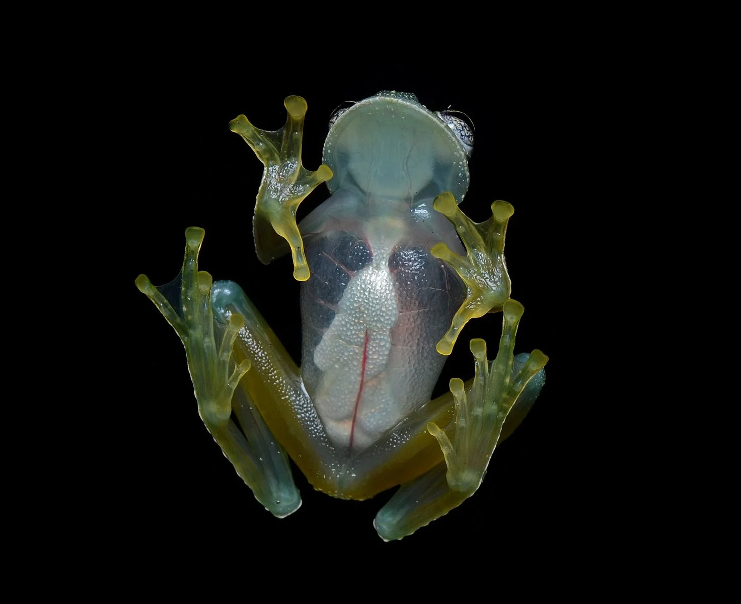 Glass frog - an example of Earth's hidden biodiversity